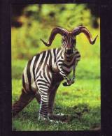 ZEBRES, HUMOR POSTCARD. - Zebre