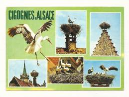 Cp, Animaux, Oiseaux, Cigognes D'Alsace, Multi-Vues, Voyagée 1986 - Vogels