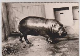 CPM HIPPOPOTAME NAIN DU LIBERIA En 1959!! - Flusspferde