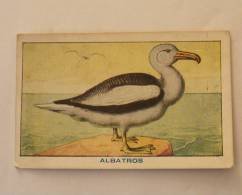 Image Chromo Bon Point - Les Oiseaux - ALBATROS - Sirop Deschiens Pharmacie - Animal - Other & Unclassified