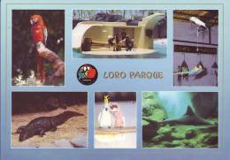 Lot De 4 CPM: Iles CANARIES LORO PARQUE Puerto De La Cruz Tenerife - Otros & Sin Clasificación