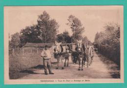 CASTELJALOUX --> Type Du Pays. Attelage De Mules - Casteljaloux