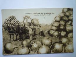 Harvesting A Profitable Crop Of  ONIONS In  MO. - Other & Unclassified