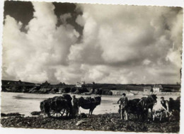 Dépt 29 - PLOGOFF - Baie Du Loch - Enlèvement Du Varech - CPSM - (Anse Du Loc'h) - Plogoff