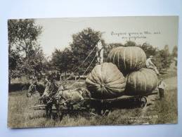 PUMPKINS  Grwn In MO.  Soil Are Profitable. - Otros & Sin Clasificación