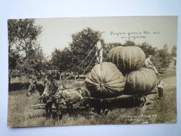 PUMPKINS  Grwn In MO.  Soil Are Profitable. - Other & Unclassified