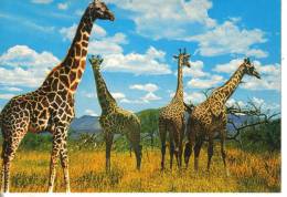 Cartoline Animali-giraffe - Girafes
