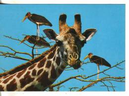 Cartoline Animali-giraffe - Jirafas