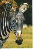 Cartoline Animali-zebre - Zebras