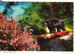 Cartoline Animali-orsi - Ours