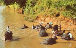 Asie > (Sri Lanka ) Elephants Bathing In Mahaweli Ganga Katugastota ( Editions : Ceylon Pictorials CP-82) *PRIX FIXE - Sri Lanka (Ceilán)
