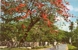 Asie-(Sri Lanka) Flowering Flambouyant On A Colombo Road CEYLON (A)(flamboyant  (arbre Arbres Tree )(Ceylon Pictorials ) - Sri Lanka (Ceilán)