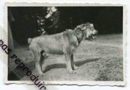 - Petite Photo D'un Drôle De Chien, Race ?, Dimensions : 5.7 X 8.7 Cm, Très Bon état, Rien Au Verso. - Sonstige & Ohne Zuordnung