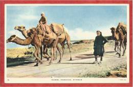 Cyprus - CAMEL CARAVAN - 2 Scans - Chypre