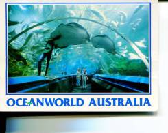 (730) Older Postcard - Carte Assez Ancienne - Australia - NSW - Manly Oceanworld - Autres & Non Classés