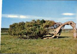 (730) Australia - WA - Greenough Tree - Autres & Non Classés