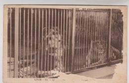 CPA LION A LYON En 1940!! - Leones