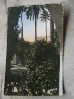 Algerie - LAGHOUAT   Jardins De La Commune Mixte  Cliche Du General De L'Algerie     D93540 - Laghouat