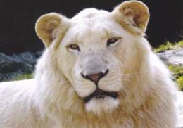 LIONS,LYON,WHITE LION POSTCARD UNUSED. - Leones