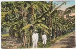 Greetings From Jamaica Banana Plantation Animated Unused Bananen Plantage Belebt - Altri & Non Classificati