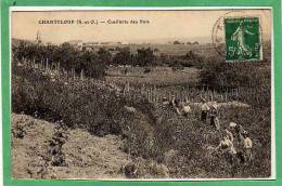 CHANTELOUP LES VIGNES -- Cueillette De Pois - Chanteloup Les Vignes