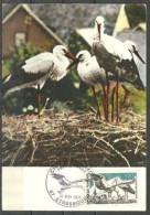 Nid De Cigognes D´Alsace. Le Retour Au Nid. Carte Maximum Oblit.  PJ Strasbourg  67 - Storks & Long-legged Wading Birds