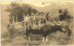 Missiën Van Scheut - Philippijnen - De Carabao (buffel) - Philippines