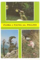 C2307 Flora E Fauna Del Parco Nazionale Del Pollino - Picchio Verde - Pini Loricati - Garofani Selvatici / Non Viaggiata - Andere & Zonder Classificatie