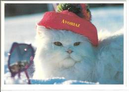 AVORIAZ - LE CHAT AUX SPORTS D HIVER - Avoriaz