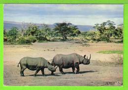 FAUNE AFRICAINE / DEUX RHINOCEROS  / Carte Vierge / EDITIONS HOA-GUI 4062 - Neushoorn