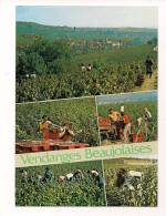 Cp , Agriculture , Vignes , Vendanges Beaujolaises , écrite , Ed : Combier , Création A. Perreaut - Viñedos