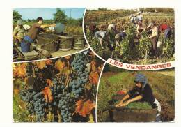 Cp, Agriculture, Les Vendanges, Multi-VUes, Voyagée - Viñedos