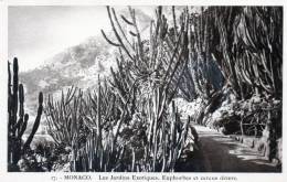 MONACO - Les Jardins Exotiques (27) - Giardino Esotico