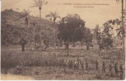 Lenghi (French Congo Francais?), Natives Work Plantation, C1900s/10s Vintage Postcard - Andere & Zonder Classificatie