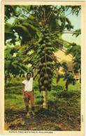 Papaya Tree With Fruit, Philippines - Philippines