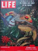 Magazine LIFE - OCTOBER 18 , 1954 -  INTERNATIONAL EDITION -   (3020) - News/ Current Affairs