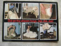 Astralia   - Gulgong N.S.W.  - Shearing At The Winona Merino Sheep Stud,   D93813 - Autres & Non Classés