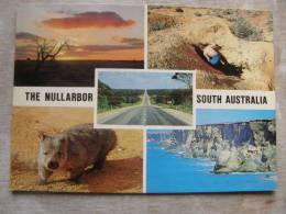 Astralia   -  The Nullarbor - South Australia -Wombat    D93838 - Autres & Non Classés