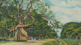 KKS 245 A / C P A   -  ASIE- JAMAICA -  TOM CRINGLE'S COTTON TREE - Other & Unclassified