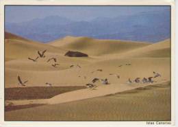 (CANA410) ISLAS CANARIAS. DUNAS DE MASPALOMAS - Andere & Zonder Classificatie