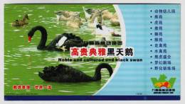 Black Swan,wild Duck,China 2004 Jiufeng Forest Zoo Admission Ticket Advertising Pre-stamped Card - Cigni