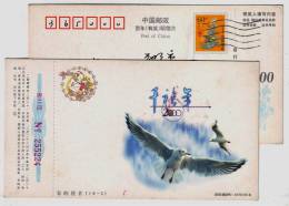 Red-billed Seagull,Gull Bird,China 2000 New Millennium Greeting Advertising Pre-stamped Card - Gabbiani