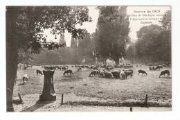 CPA : 75 - Paris : Bois De Boulogne Servant à L'Aprrovisionnement De La Capitale : Moutons Dans Un Pré. Peu Commune - War 1914-18