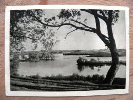 Post Card From Lithuania, Landscape Lake Tree Zarasas - Lituanie