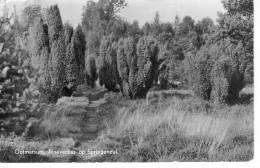 Jeneverbes Op Springendal - Ootmarsum