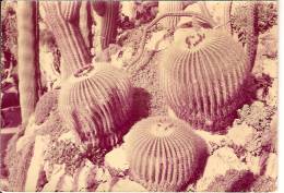 MONACO-JARDIN EXOTIQUE-CACTUS-ECHINOCACTUS GRUSONII - Cactussen