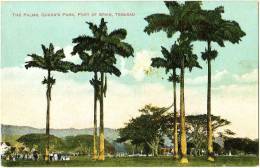 The Palms, Queen's Park, Port Of Spain, Trinidad - Trinidad