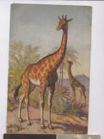 GIRAFFA  (E.B.) - Giraffen