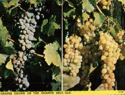 (202) Australia - QLD - Wine Industrie - Grapes - Raisins - Andere & Zonder Classificatie