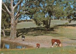 (202) Australia - NSW - Murrurundi (with Cow) - Autres & Non Classés